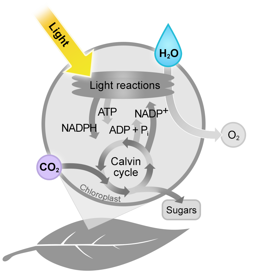 The inputs: Light, C O 2, and H 2 O are highlighted