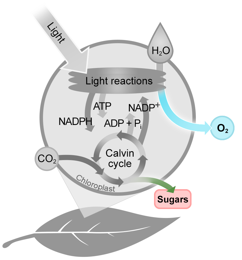 The outputs: O 2 and Sugars are highlighted