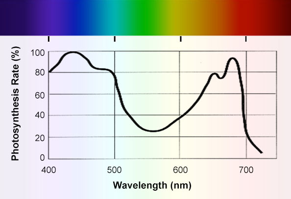 A graph showing the relative rate of photosynthesis in a chloroplast at different wavelengths of energy which correspond to different colors along a spectrum.