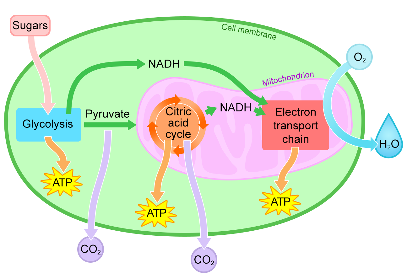 Cartoon illustration of a cell to illustrate cellular respiration.