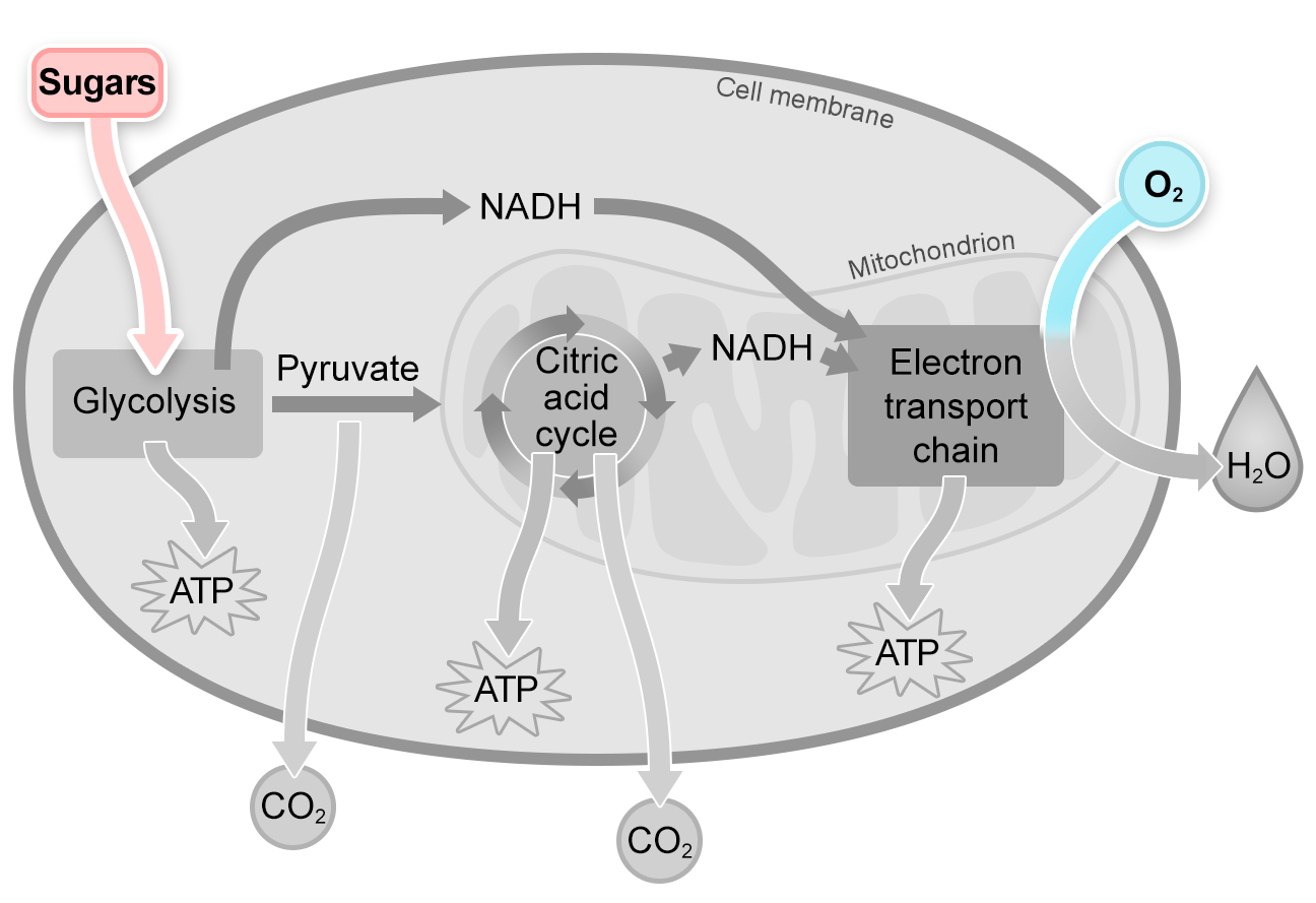The inputs: Sugars and O2 are highlighted