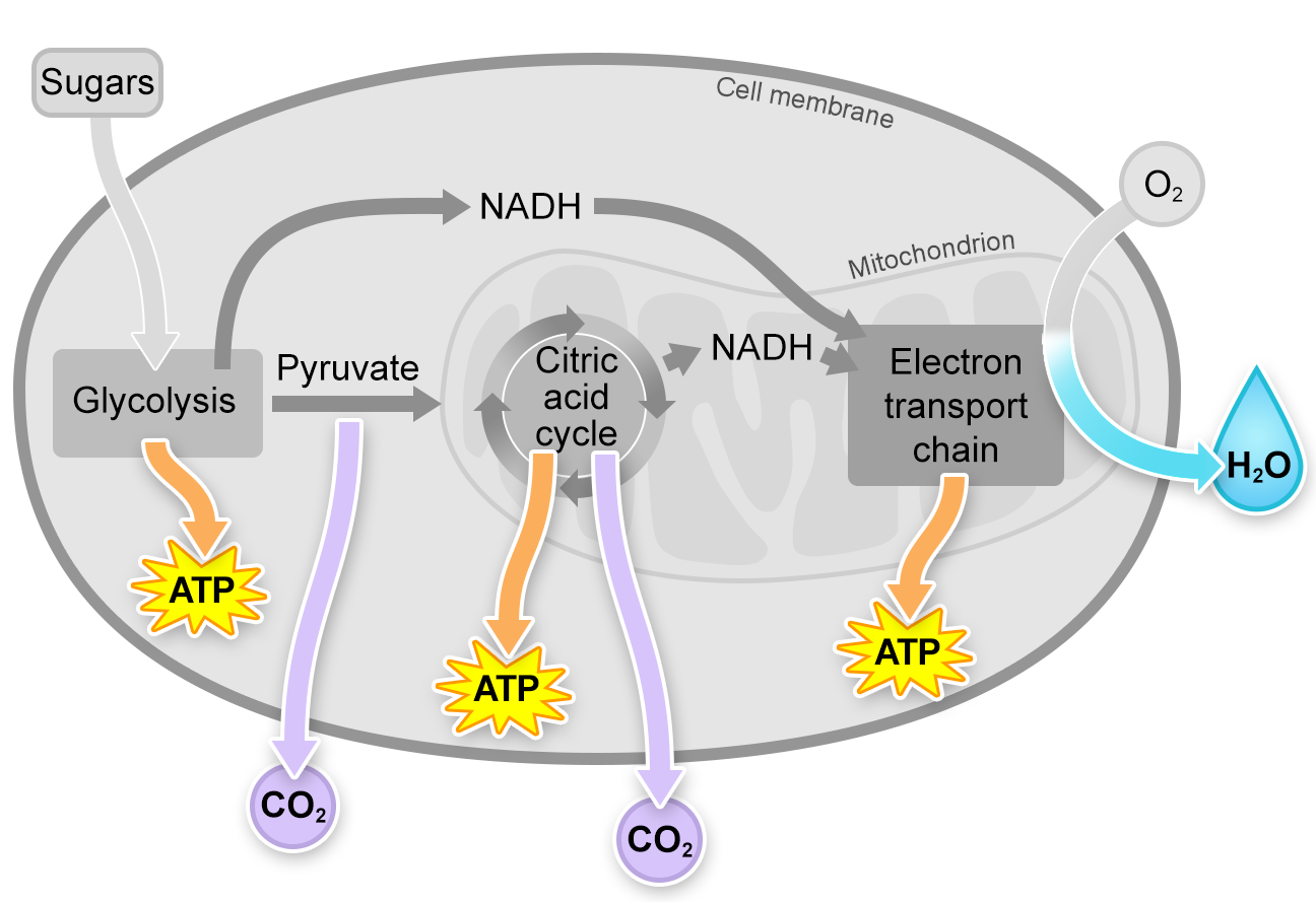 The outputs: ATP, C O 2, and H 2 O are highlighted