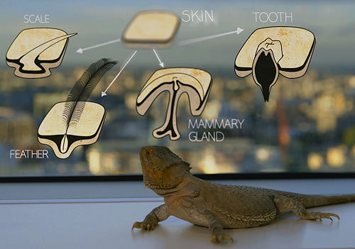 Diagram showing shared origin of teeth, scales, feathers, and mammary glands