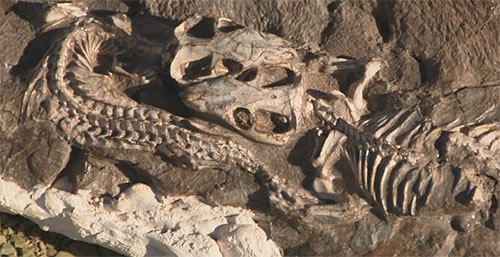 photo of Thrinaxodon fossil