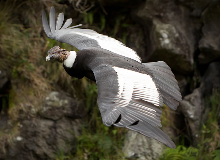 Andean condor flying. Click for larger image.