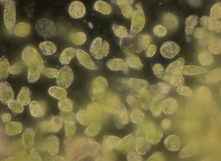 A mass of microscopic algae Euglena, or phytoplankton. Click for larger image.