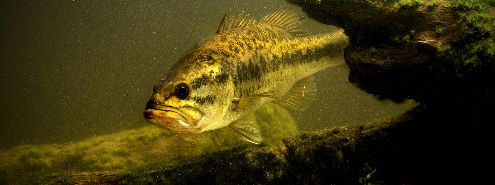 Largemouth Bass Micropterus salmoides in pond