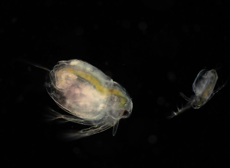 Two microscopic zooplankton Daphnia. Click for larger image.