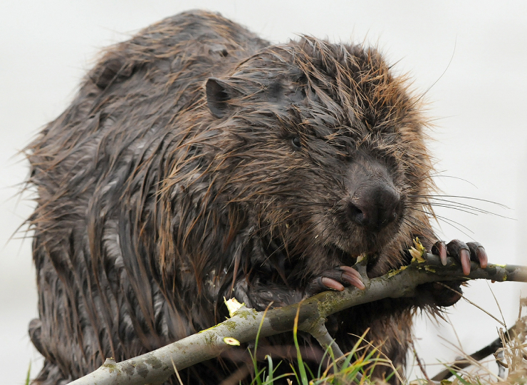 A wet Eurasian beaver gnawing on a stalk of plant near a lakeside habitat. Click for larger image.