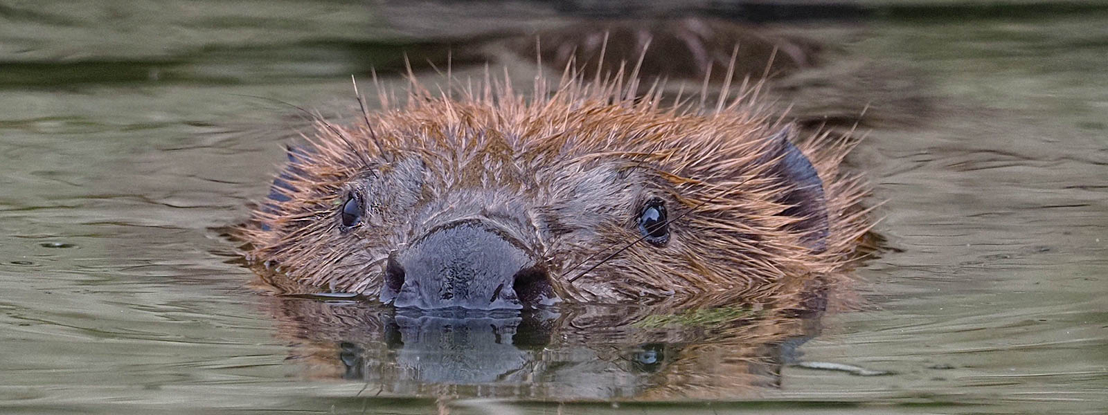 The Eurasian beaver Castor fiber bearing its orange incisor teeth