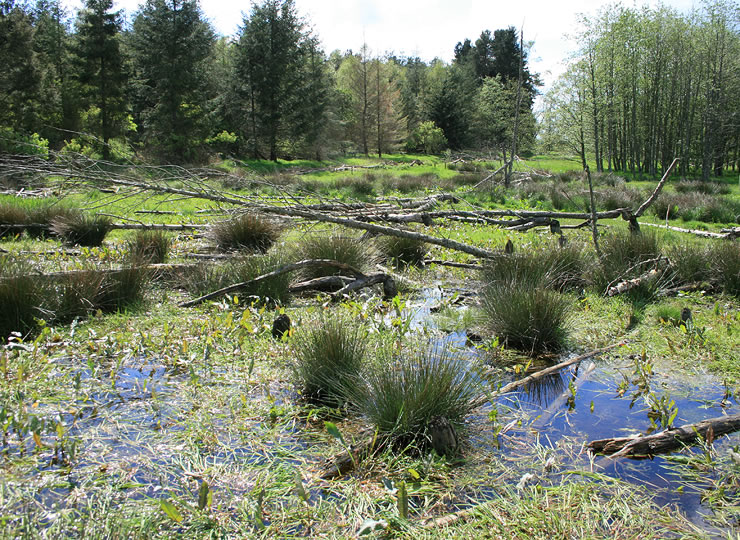 A healthy marsh habitat with high plant diversity after beaver reintroduction. Click for larger image.