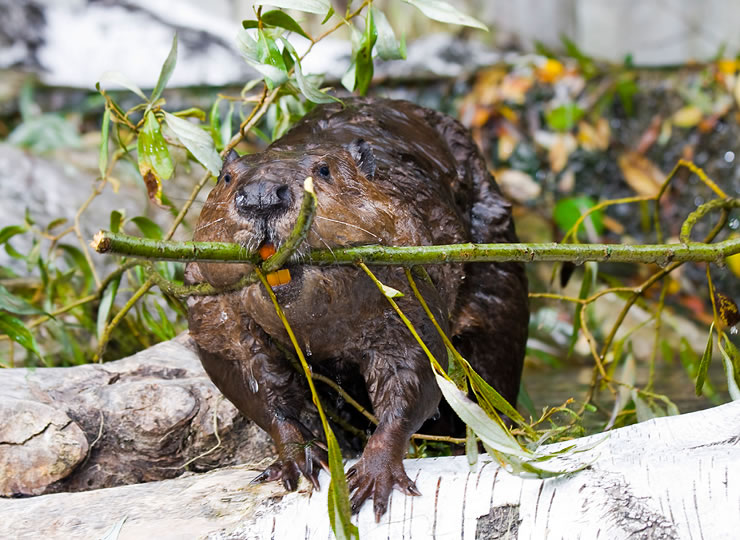 A wet Eurasian beaver carrying a stalk of plant near a lakeside habitat. Click for larger image.