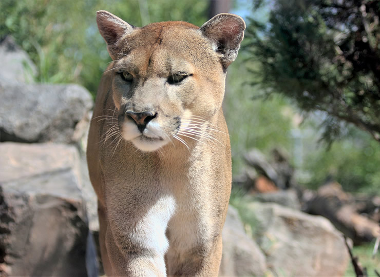 Close-up portrait of a cougar, Puma concolor. Click for larger image.