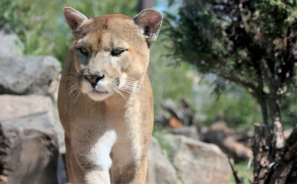 Cougar: Exploring Keystone Species: HHMI BioInteractive