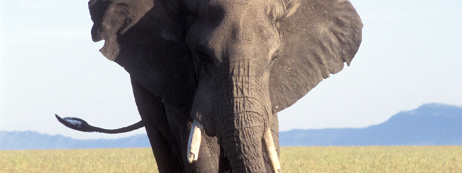 An African elephant, Loxodonta africana, walking through grass. 