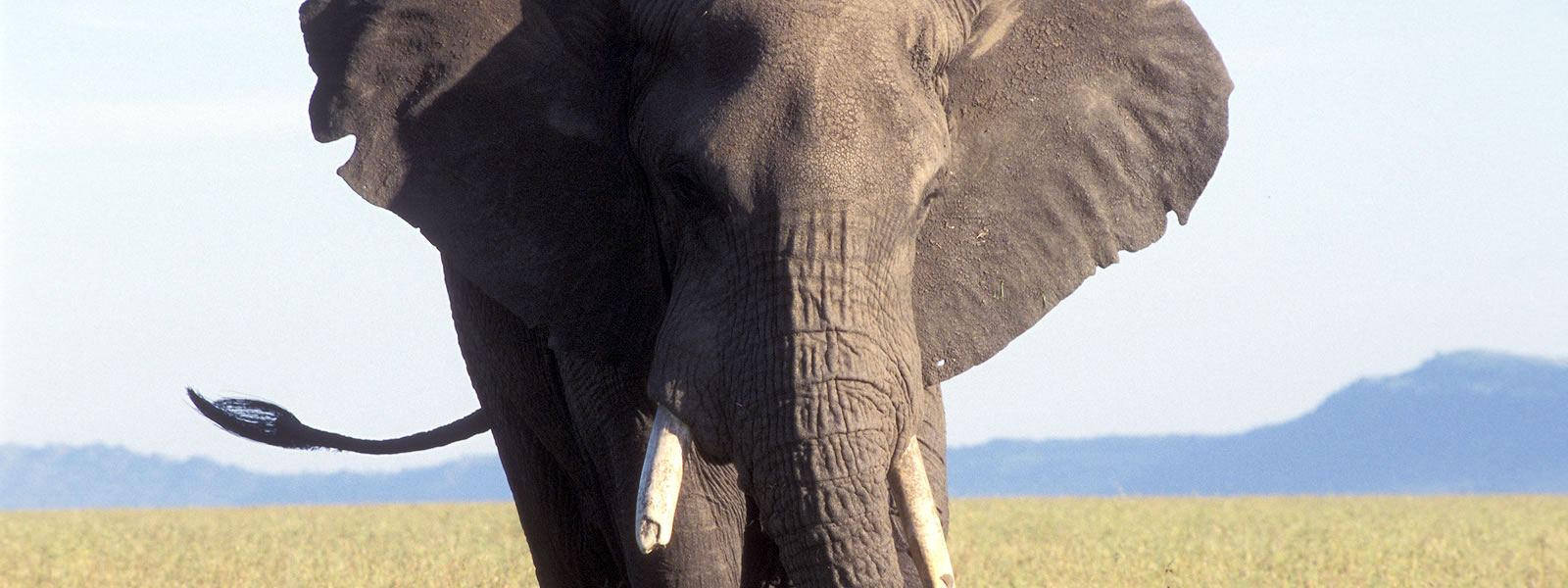 A Keystone Species – The importance of elephants on the ecosystem