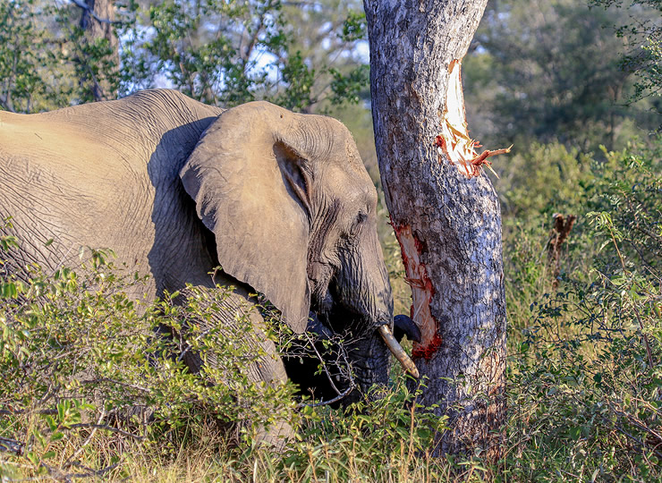 An elephant rubbing its head against a tree and scraping off bark. Click for larger image.