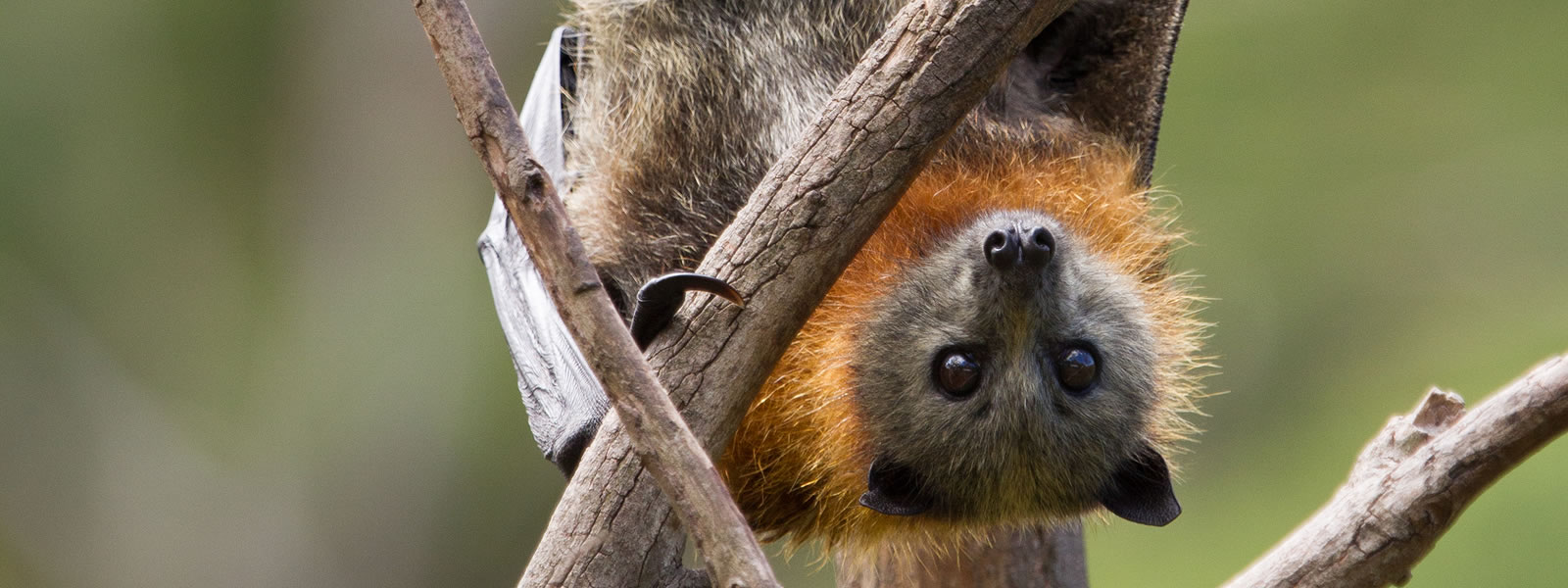 A close-up portrait of a flying fox, Pteropus samoensis, hanging upside down in a tree.