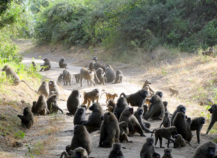 A large group of olive baboons gathering on a dirt roadway. Click for larger image.