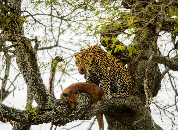 Leopard with the carcass of its prey in the branches of a tree. Click for larger image.