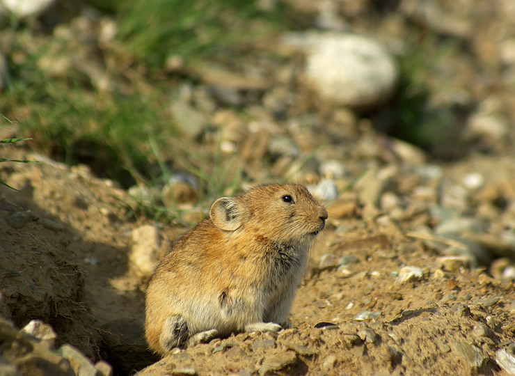 A plateau pika, Ochotona curzoniae, sitting at the opening of a burrow. Click for larger image.