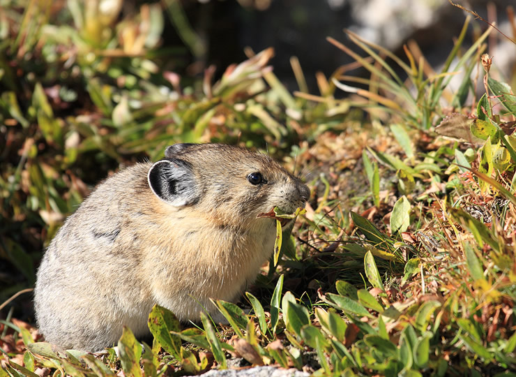 A plateau pika, Ochotona curzoniae, sitting amidst grass. Click for larger image.