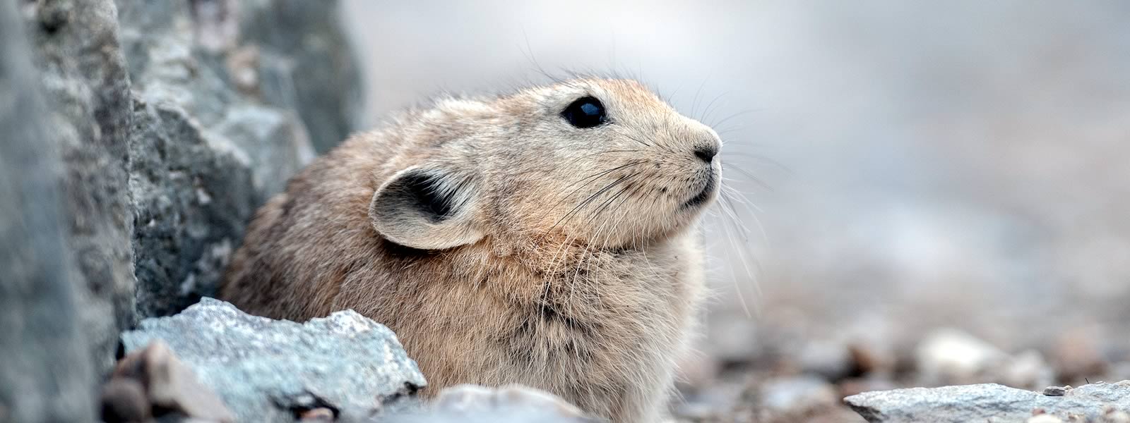 A plateau pika, Ochotona curzoniae, sitting amidst rocks.