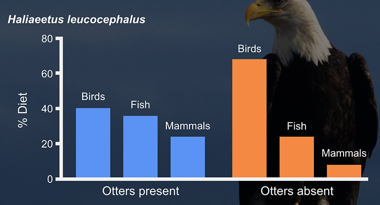 A bar graph comparing the diets of bald eagles, Haliaeetus leucocephalus, in the presence and absence of sea otters. When otters are present, eagles eat similar amounts of birds and fish and a smaller amount of mammals. In the absence of otters, eagles eat mostly other birds and less fish and mammals. Click for larger image.
