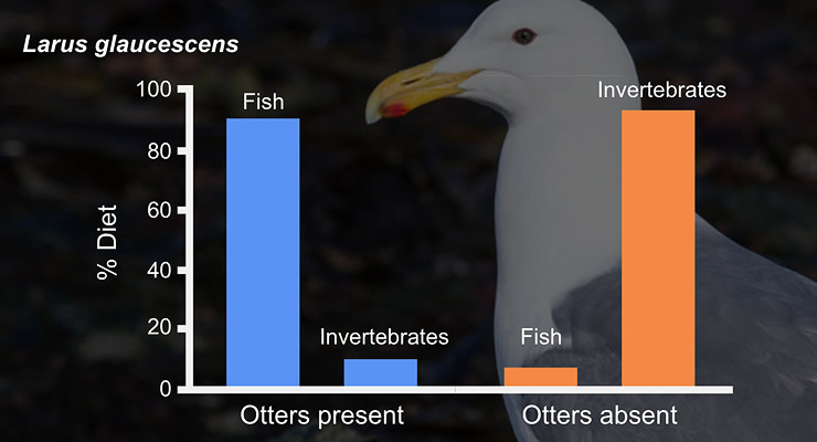 A bar graph comparing the diet of the gull, Larus glaucescens, in the presence and absence of sea otters. When otters are present, gull diets are mostly fish with small amounts of invertebrate. In the absence of otters, gull diets are mostly invertebrates with very little fish. Click for larger image.
