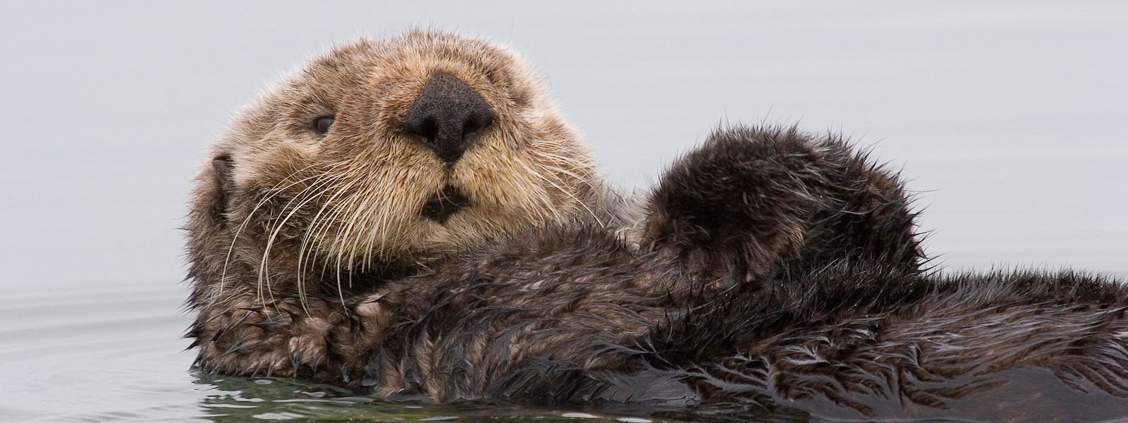 A Sea Otter Enhydra lutris floating on its back in water