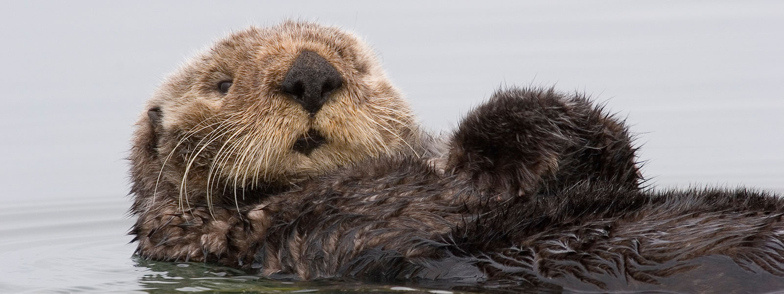 Sea Otter: Exploring Keystone Species: HHMI BioInteractive