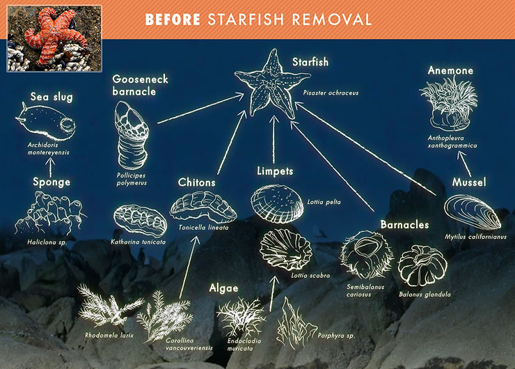Illustration of the tide pool food web before starfish removal. There are 16 total species and starfish are shown as the top predator. The prey species for starfish include gooseneck barnacles, chitons, limpets, barnacles, and mussels. Click for larger image.