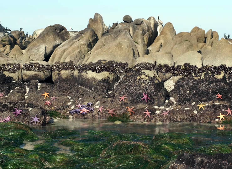 A tide pool habitat near an ocean with many purple sea stars and mussels. Click for larger image.