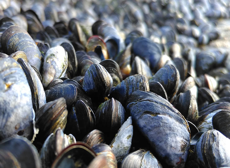 Mussels exposed in the open air near a tide pool habitat. Click for larger image.