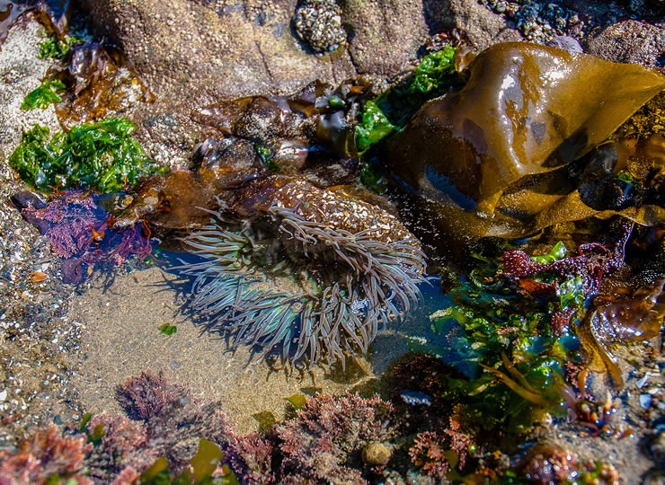 Tide pool habitat with kelp, algae, and sea anemone partially submerged. Click for larger image.