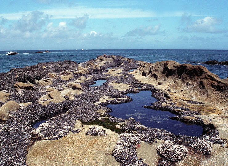 Ocean shoreline tide pool ecosystem dominated by mussels. Click for larger image.