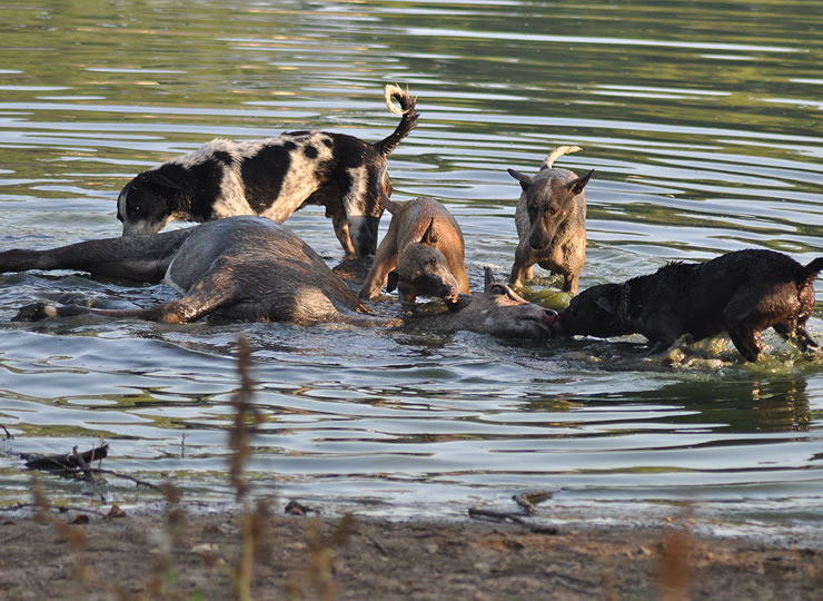 Wild dogs feeding on a horse carcass in a river in India. Click for larger image.