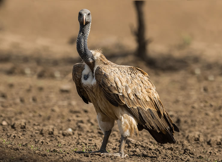 Indian vulture Gyps indicus standing on a dirt patch, head raised. Click for larger image.