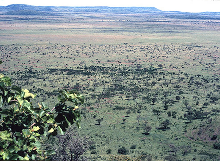 Aerial image of the Serengeti grassland in 1986 with low tree cover. Click for larger image.