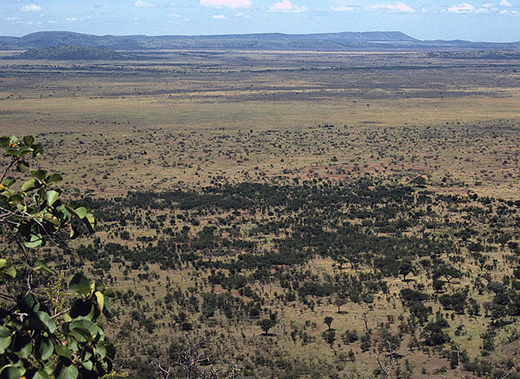 Aerial image of the Serengeti grassland in 1991 with moderate, recovering tree cover. Click for larger image.