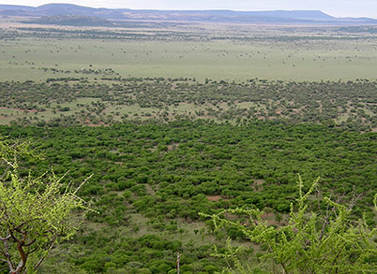 Aerial image of the Serengeti grassland in 2011 with dense, lush tree cover. Click for larger image.