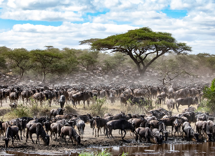 Large herd of blue wildebeest gathering near a watering hole in the Serengeti grassland. Click for larger image.