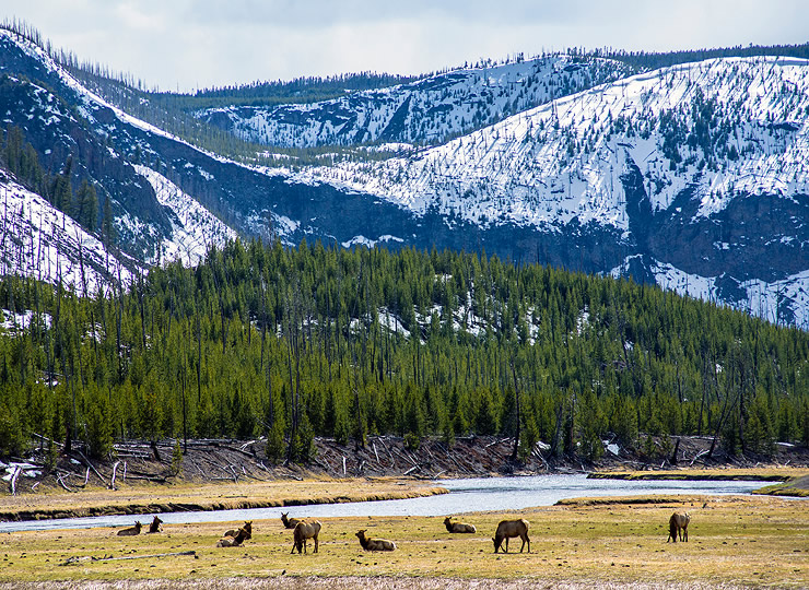 A herd of elk grazing on short grass along the banks of a river with snow covered hills in the background. Click for larger image.