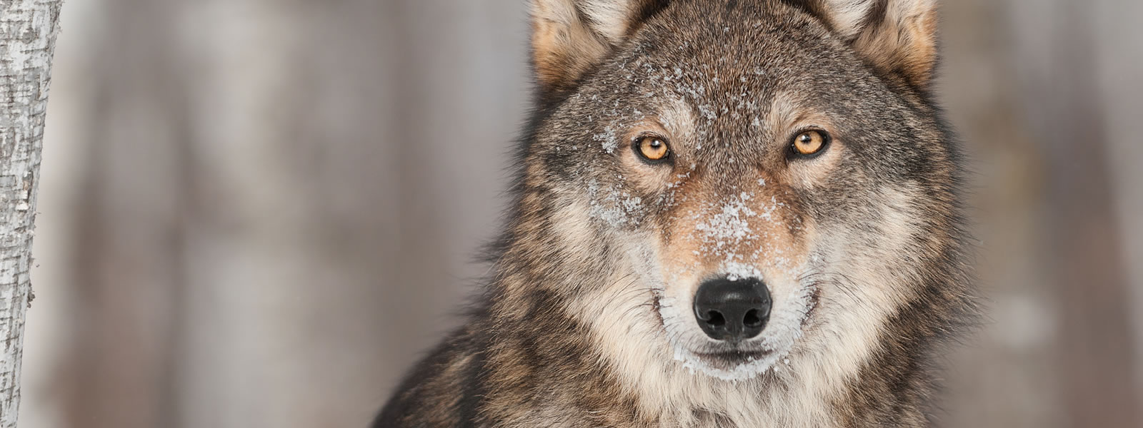 A close-up portrait of a gray wolf, Canis lupus