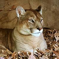 Cougar: Exploring Keystone Species: HHMI BioInteractive