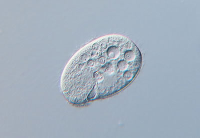 A closeup of a protozoon, which is pock marked and oval shaped