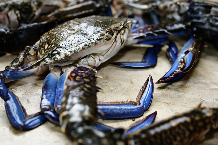 A photograph of crabs with blue legs and pincers in close proximity to each other