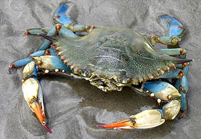 A crab in wet sand with blue hind legs and white front pincers with red tips