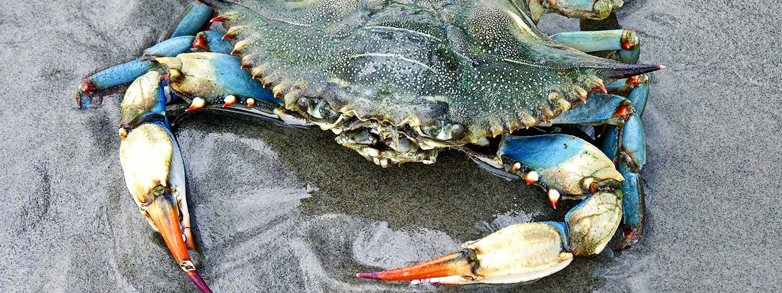 A crab in wet sand with blue hind legs and white front pincers with red tips