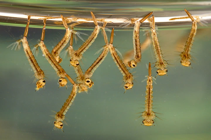 A closeup picture of 12 brown worm like insects (mosquito larvae) in water